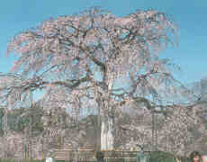 Cherry Blossom in Kyoto